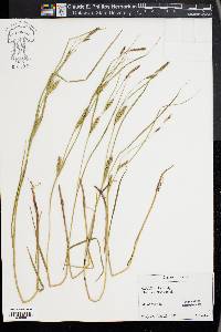 Carex hirta image