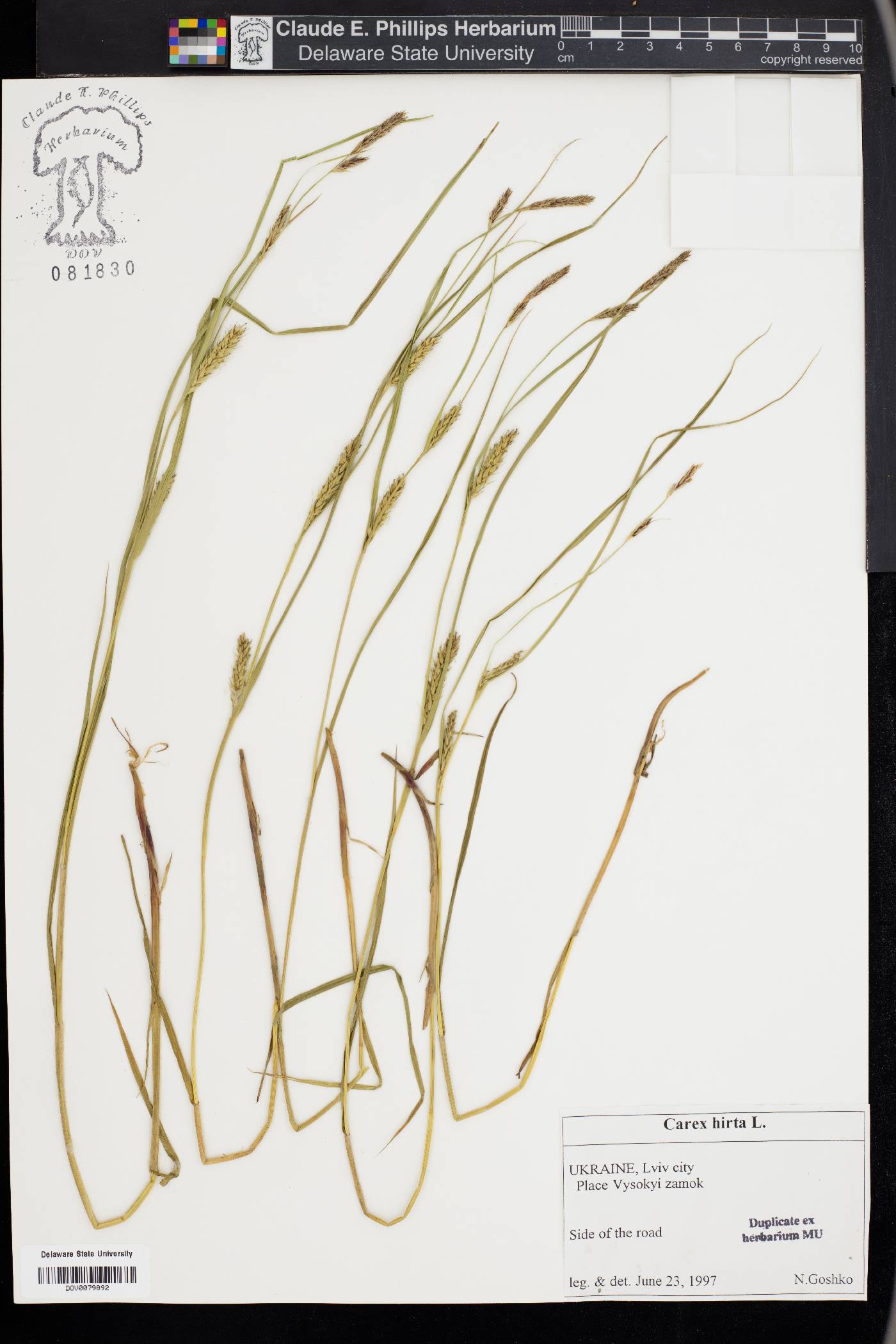 Carex hirta image