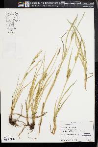 Carex hirta image