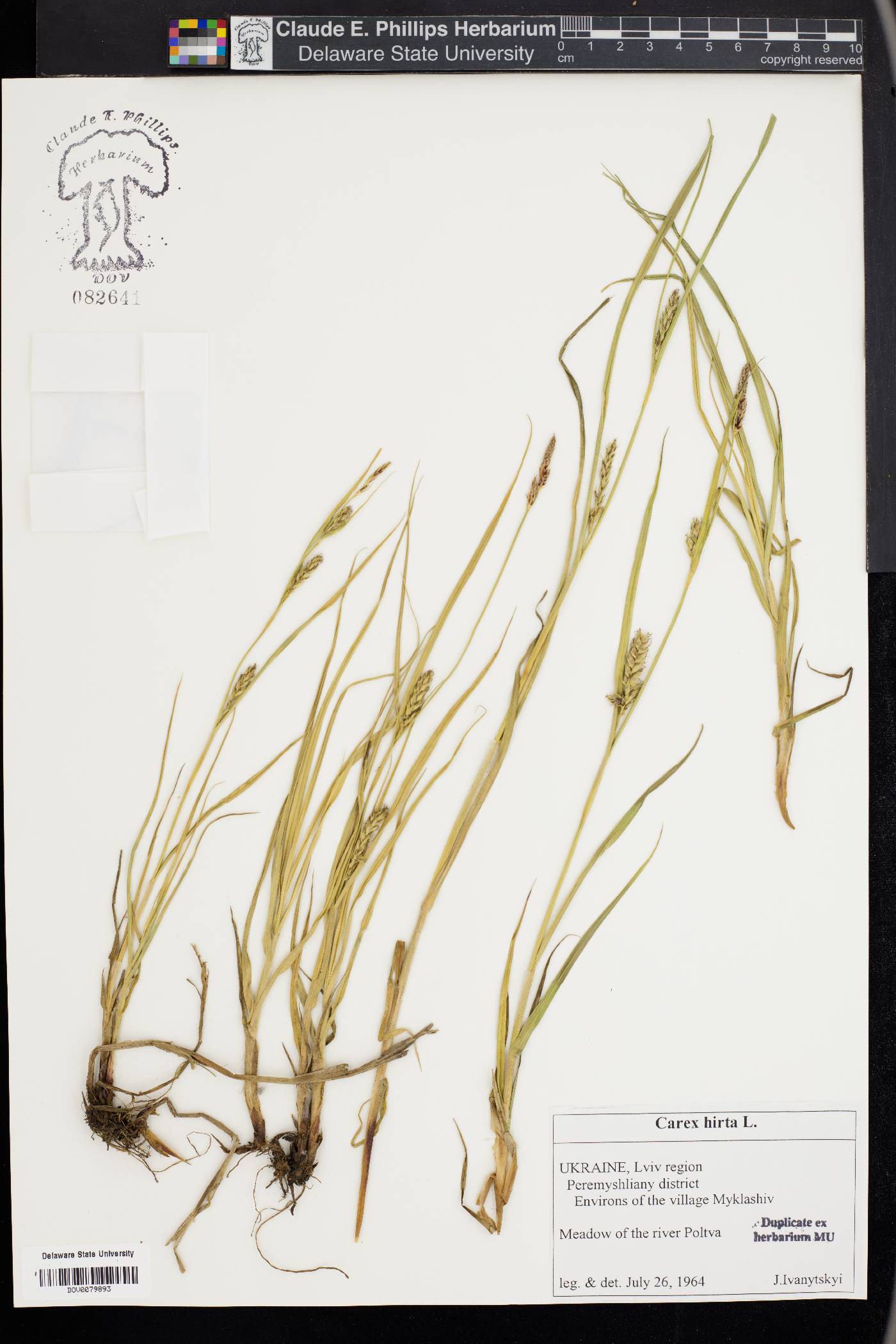 Carex hirta image