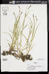 Carex hirta image