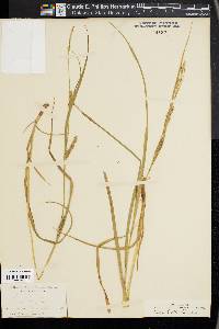 Carex hirta image