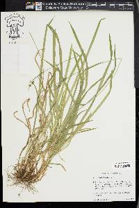 Carex hirtifolia image