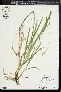 Carex hirtifolia image