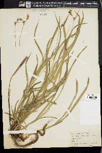 Carex hirtifolia image