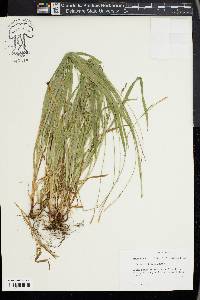 Carex hirtifolia image