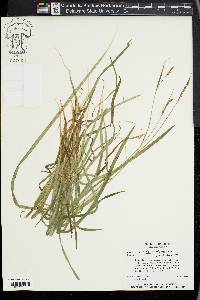 Carex hirtifolia image