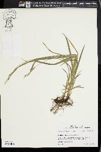 Carex hirtifolia image