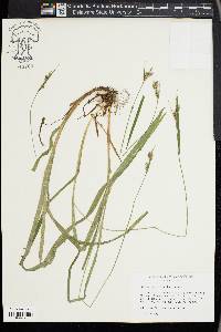 Carex hirtifolia image