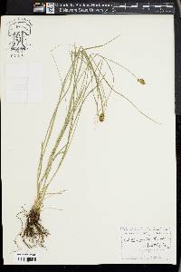 Carex hoodii image