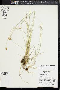 Carex hoodii image