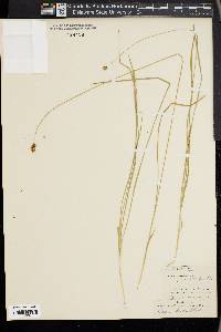 Carex hoodii image