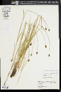 Carex hoodii image