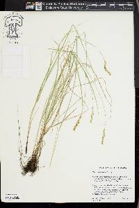 Carex hookerana image