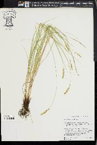 Carex hookerana image