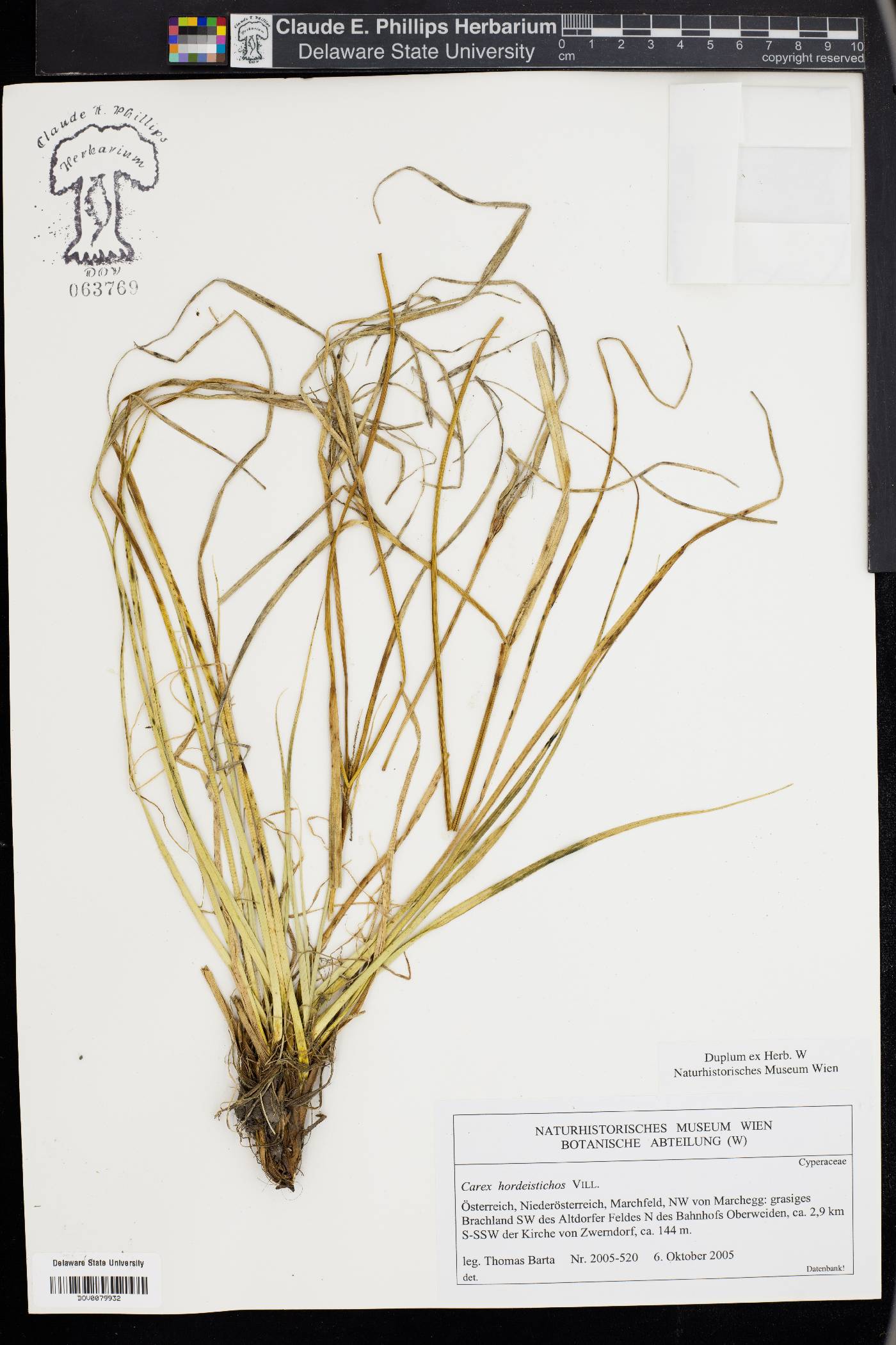Carex hordeistichos image