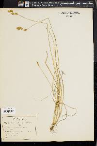 Carex hormathodes image