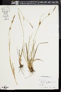 Carex hostiana image