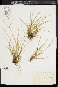 Carex hostiana image