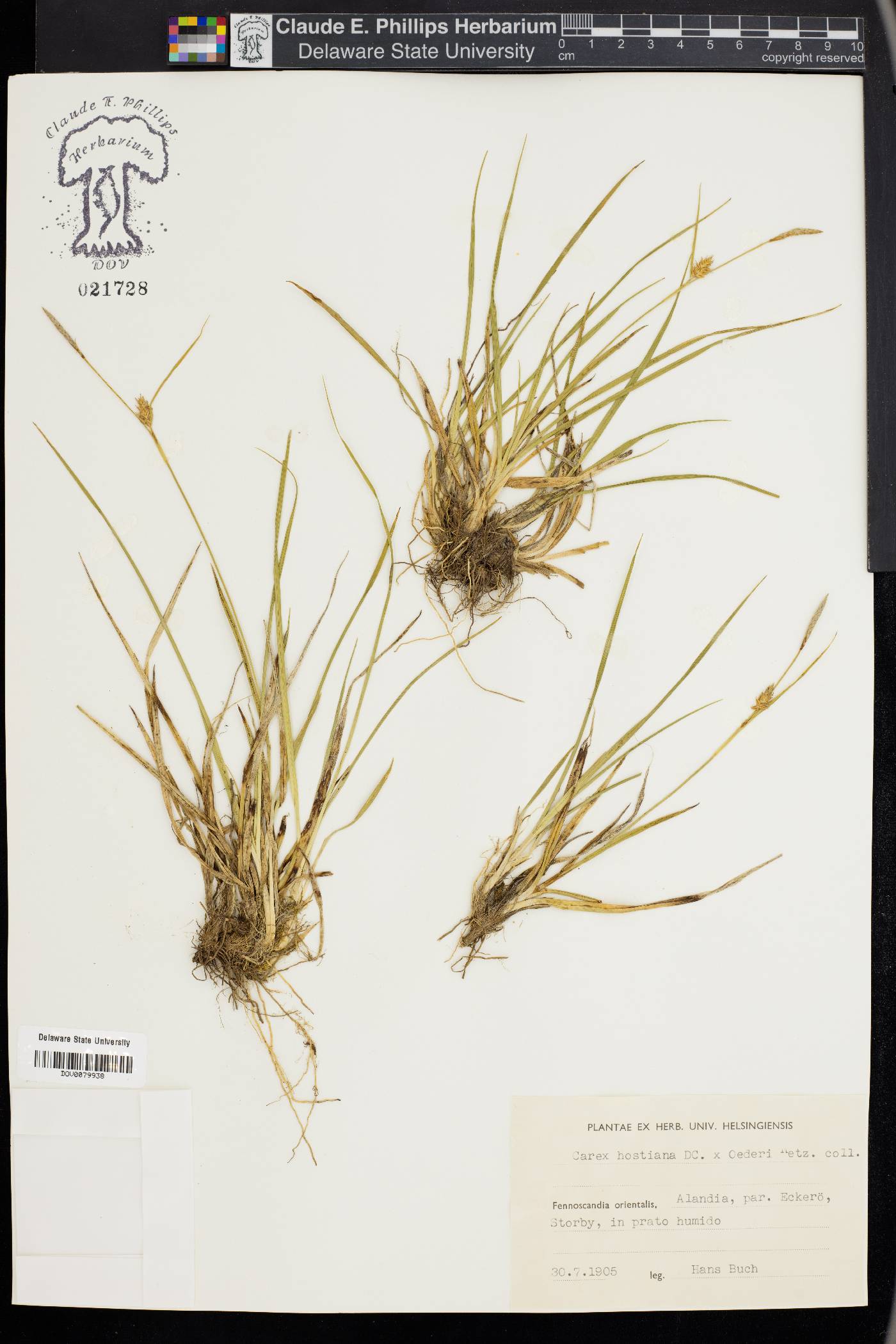 Carex hostiana image