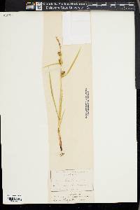 Carex houghtoniana image