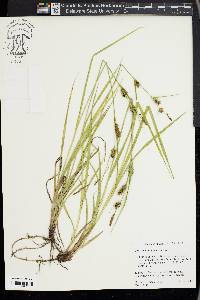 Carex houghtoniana image