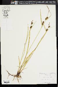 Carex houghtoniana image