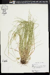 Carex hyalina image