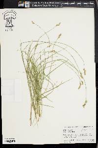 Carex hyalina image