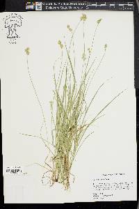 Carex hyalina image