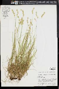 Carex hyalina image