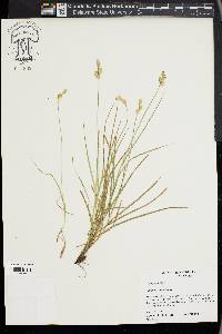 Carex hyalina image