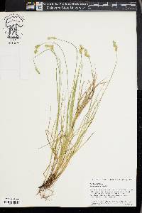 Carex hyalina image