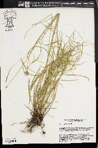 Carex hyalina image