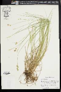 Carex hyalina image