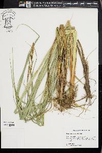 Carex hyalinolepis image