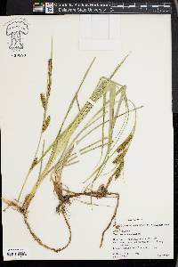 Carex hyalinolepis image