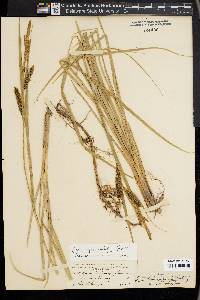 Carex hyalinolepis image