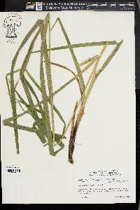 Carex hyalinolepis image