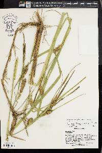 Carex hyalinolepis image