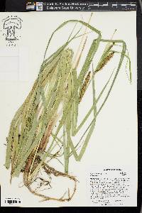 Carex hyalinolepis image