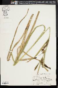 Carex hyalinolepis image