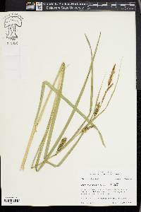 Carex hyalinolepis image