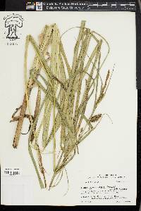 Carex hyalinolepis image