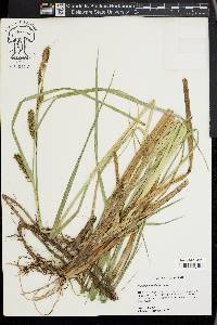 Carex hyalinolepis image