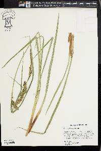 Carex hyalinolepis image