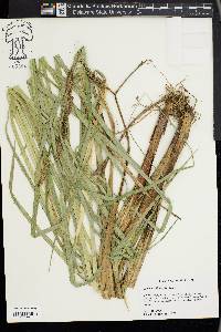 Carex hyalinolepis image