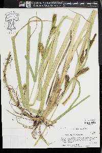 Carex hyalinolepis image