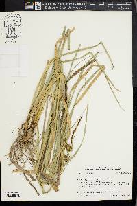 Carex hyalinolepis image