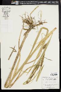 Carex hyalinolepis image